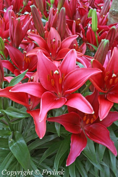 Lilium Hollandicum-Ryhm 'Tiny Ghost' tarhasarjalilja